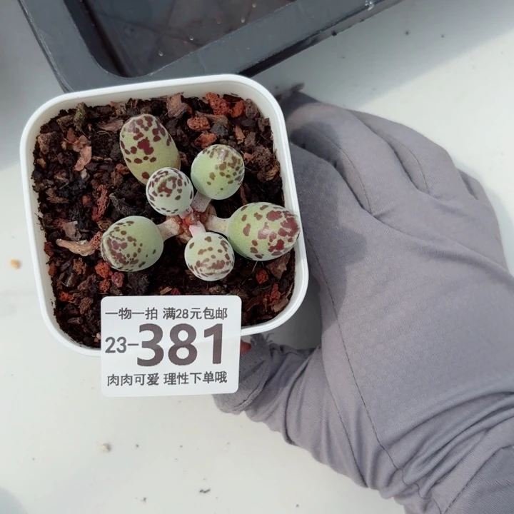海豹会掉叶子不售后无盆土发货