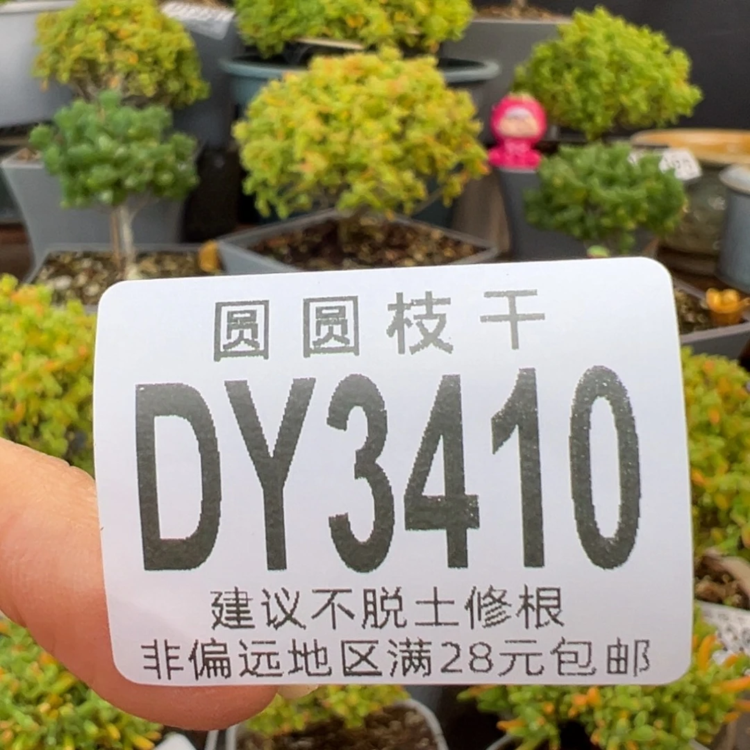 疯****dy3410疯猫的预付4
