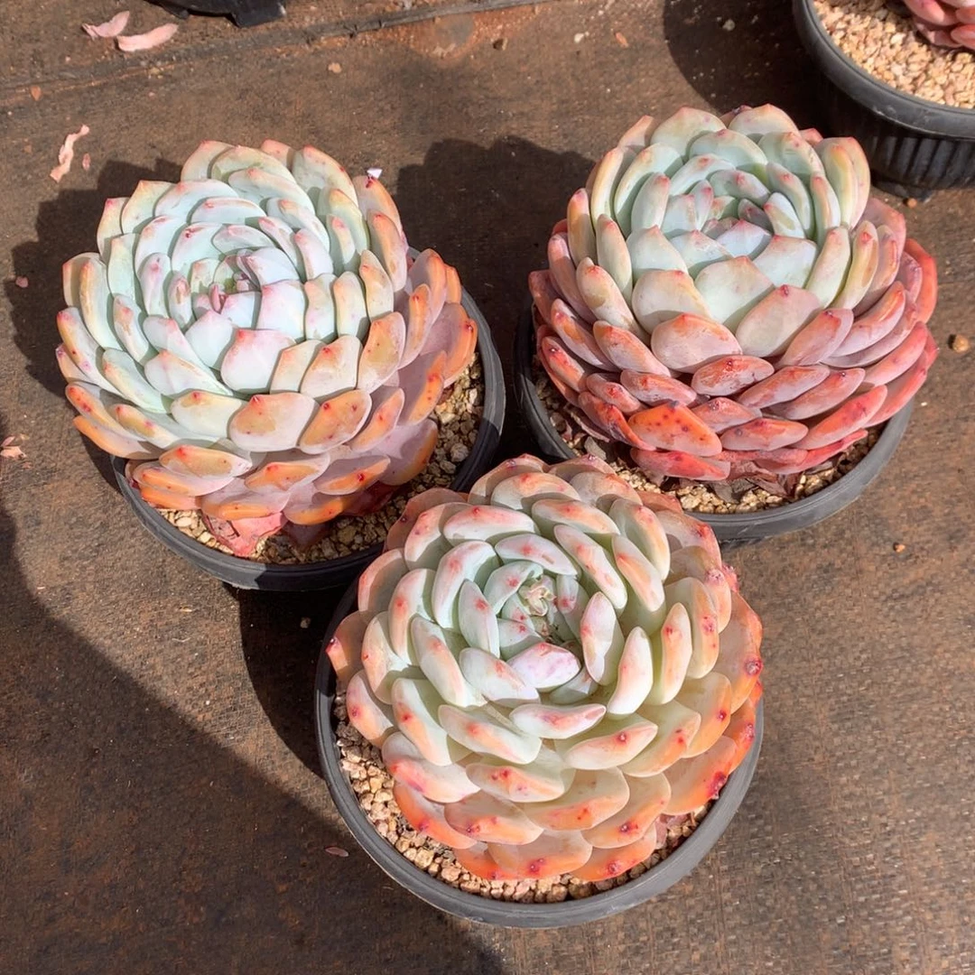 橙梦露橙梦露橙梦露