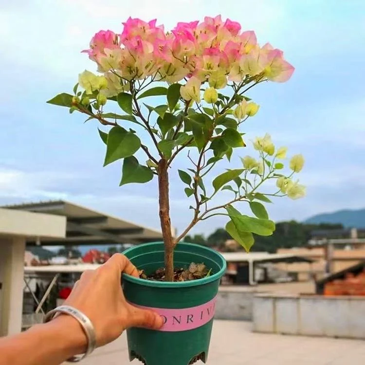 新品种三角梅盆栽小苗室内阳台庭院好养花卉四季开花不断爬藤植物