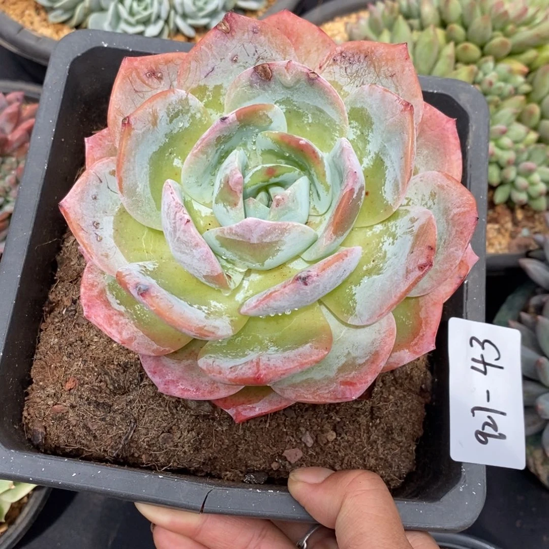 夏悦多肉927-43凤陈