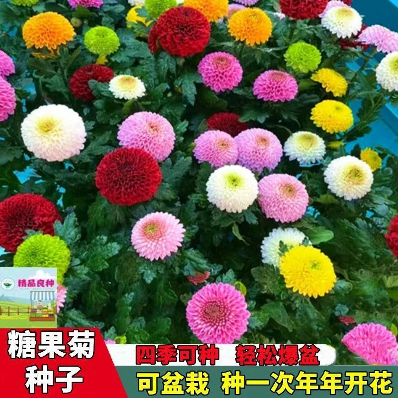 四季种植糖果菊花种子一年四季开花七彩乒乓菊花种子易爆蔬菜种子
