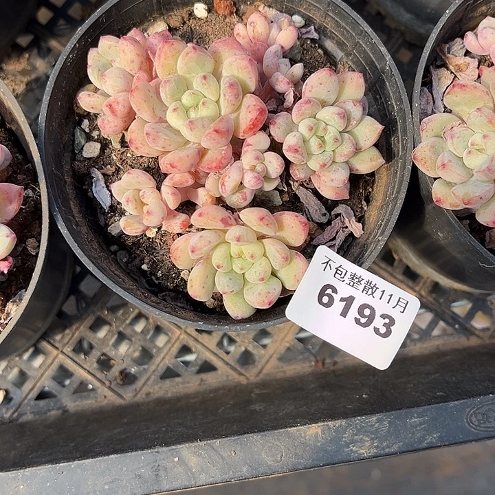 阿雅园艺。     6193蓝采和