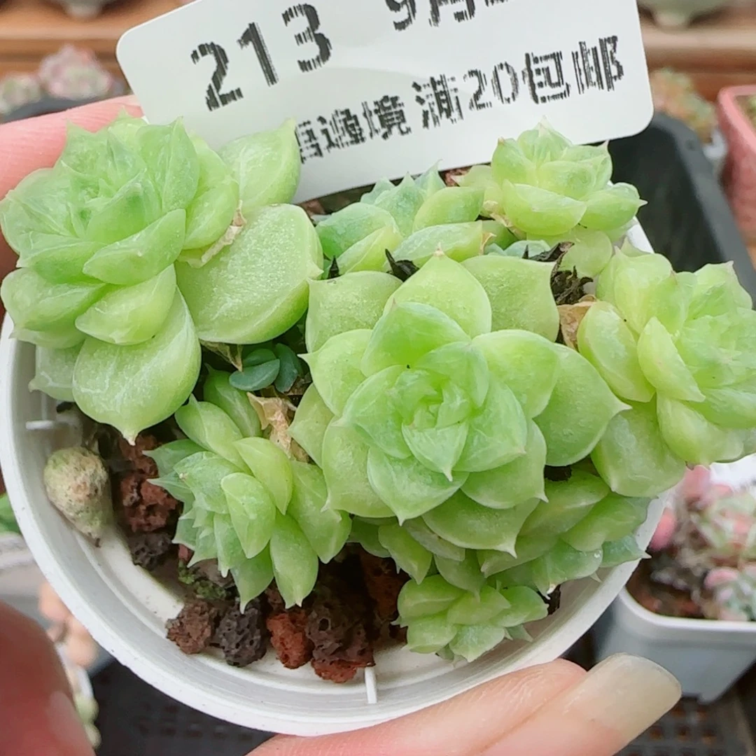 花语逸镜0925-213散