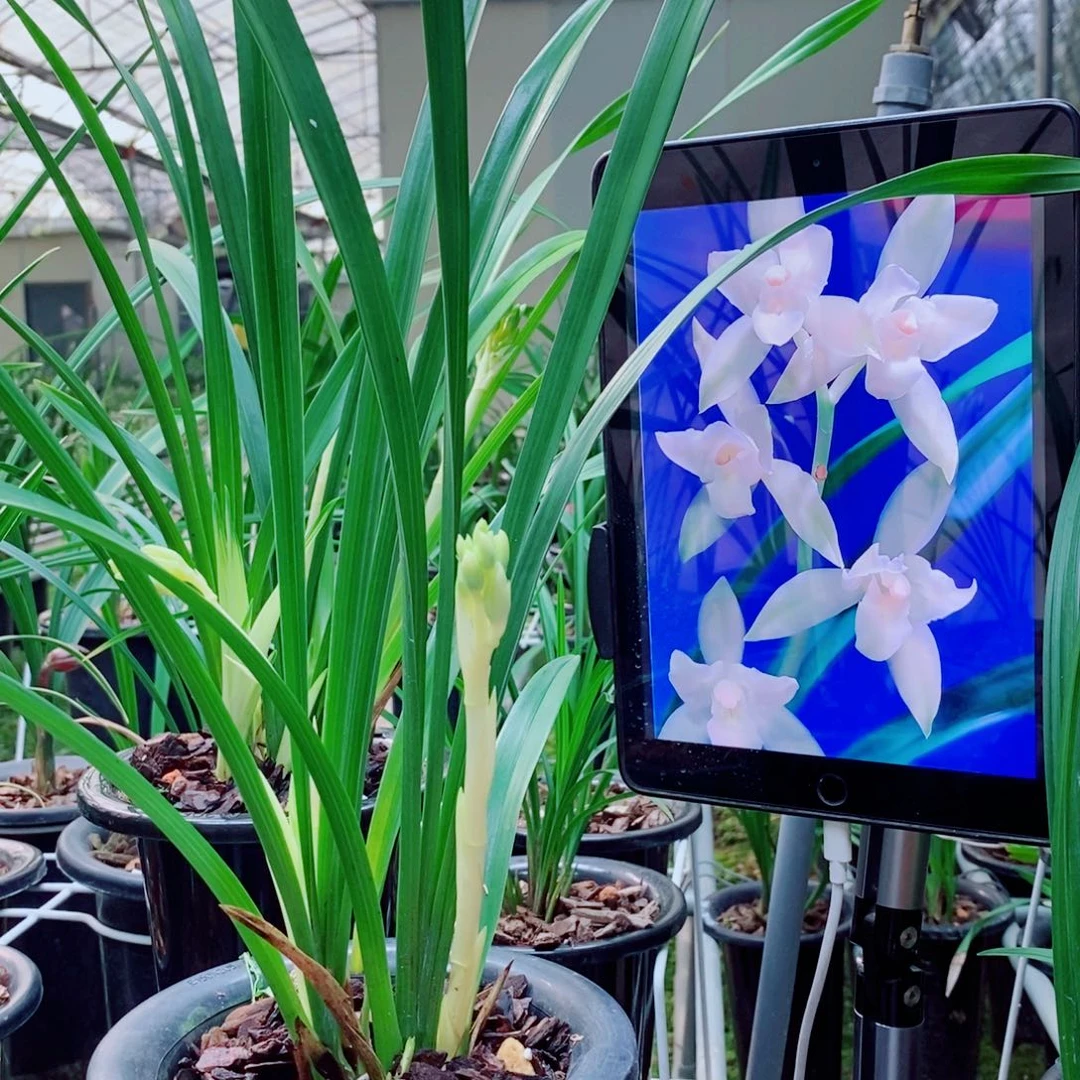 大部分花苞少量开放