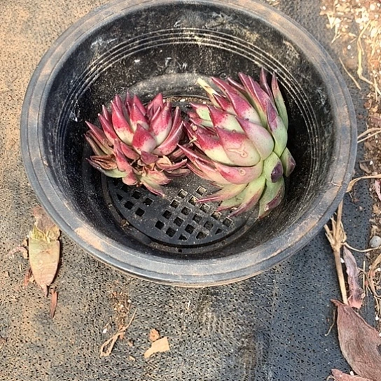 高*每周特价活动开始了