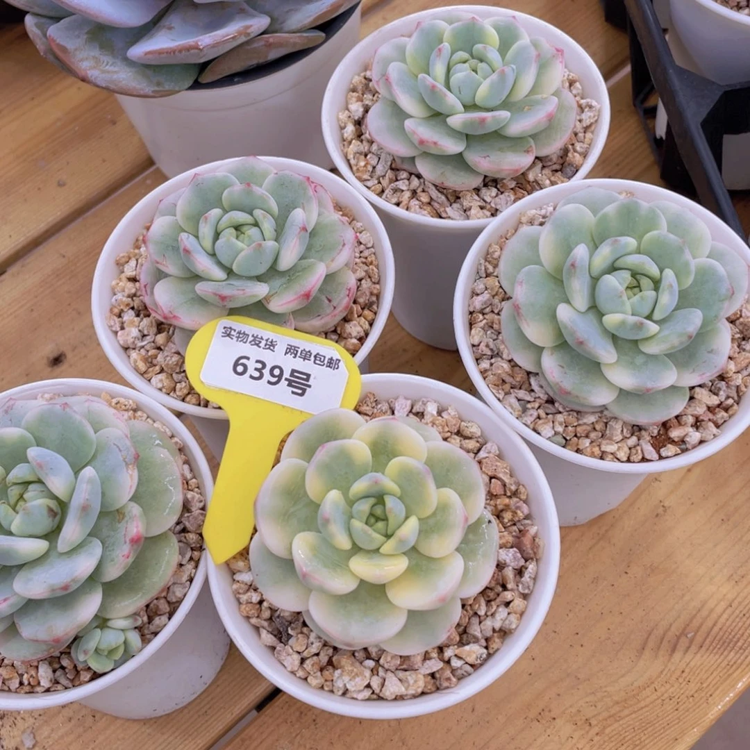 639号 开播福利精品香草锦单头一个