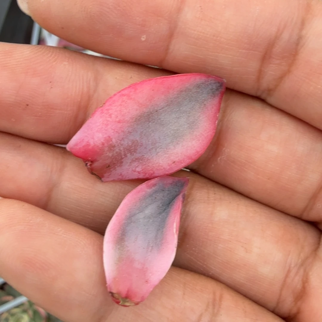赫拉超白锦一组叶子
