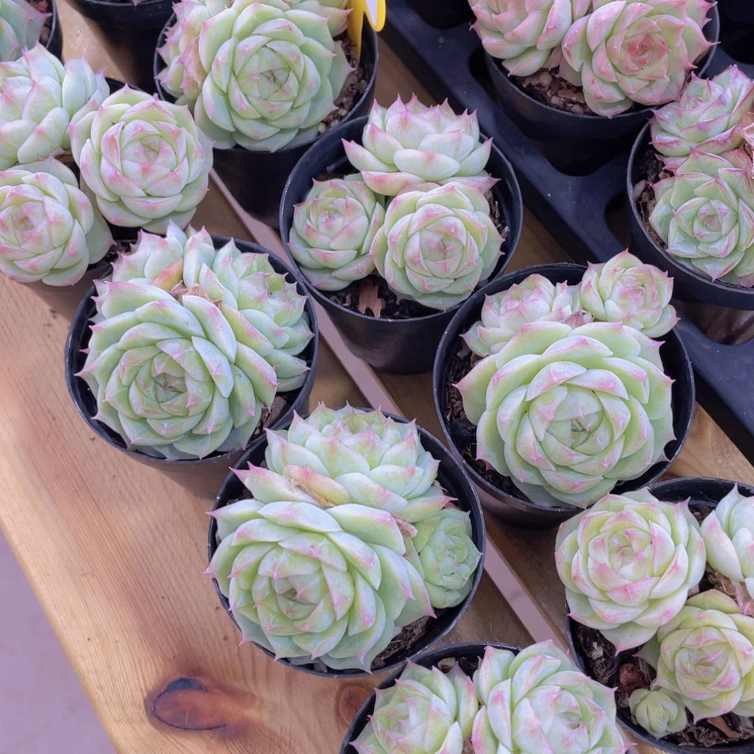 278号 多头潘多拉女王群一个