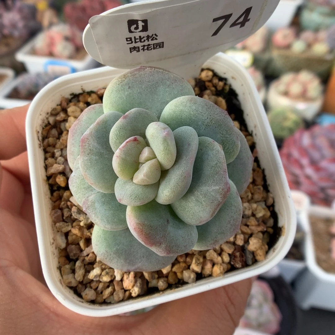 74灭心带锦冰玉石化多肉