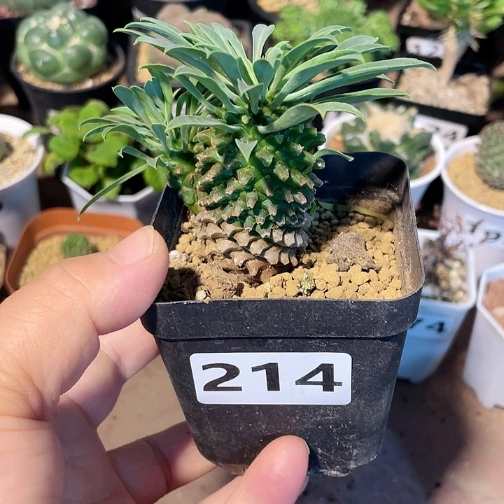 214铁甲麒麟大戟植物