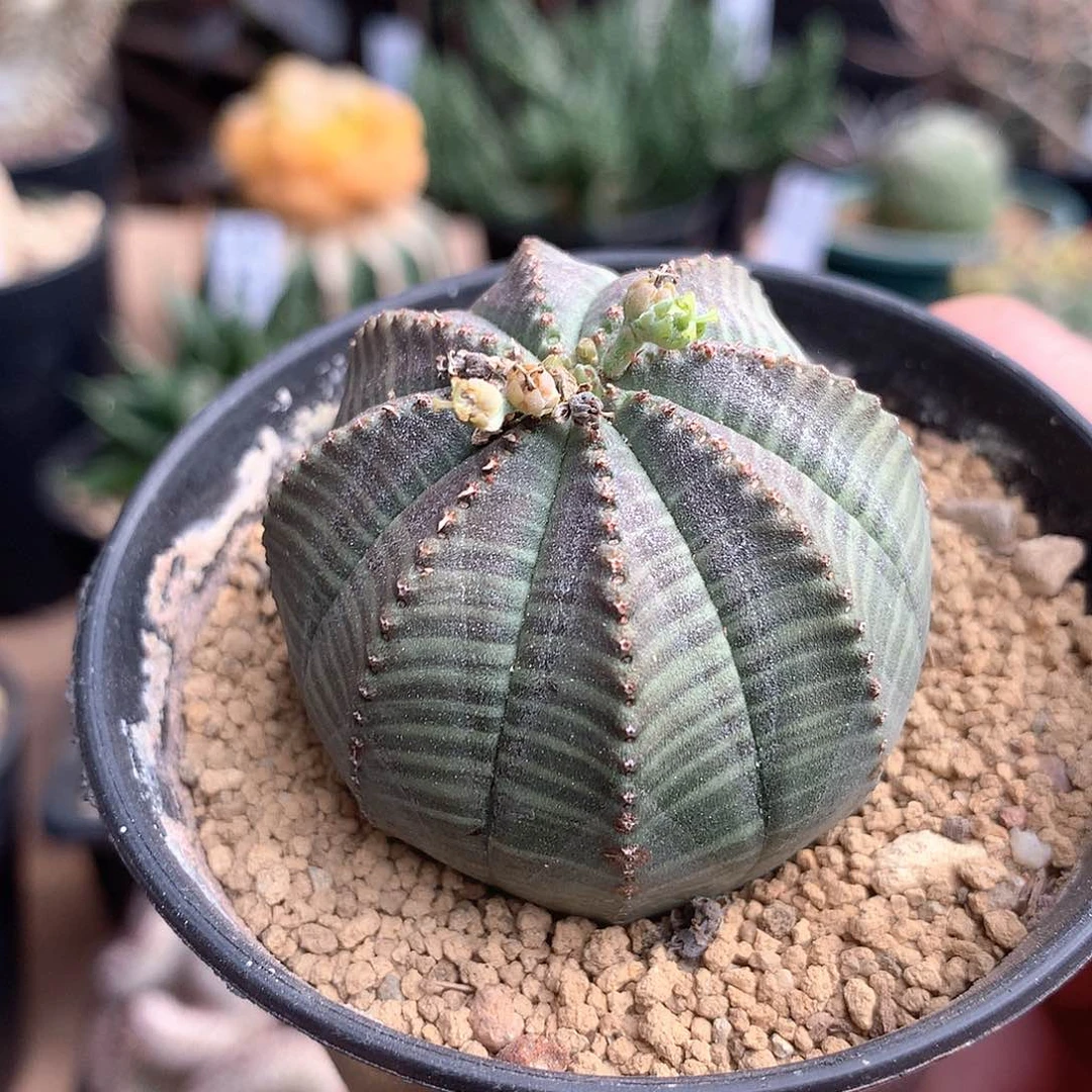 布纹球