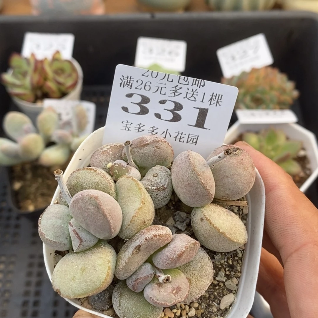 水泡叶片微瑕疵一物一拍满20包邮满26送一颗多肉
