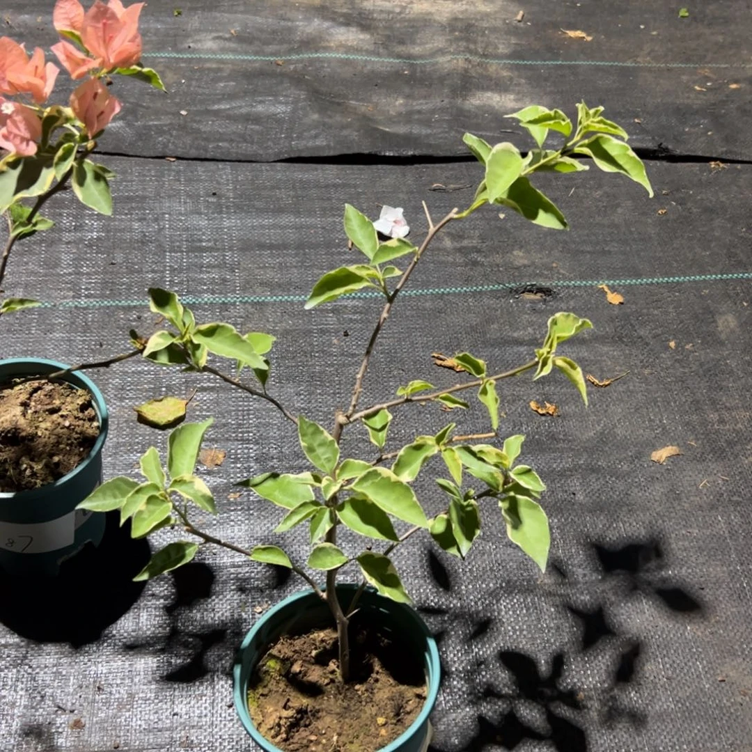 无花朵【88号马斯】福利款不售后介意勿拍