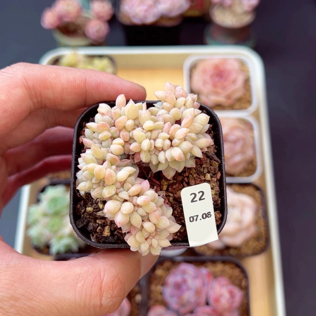 .***朱颜酡22、哈哈哈哈哈