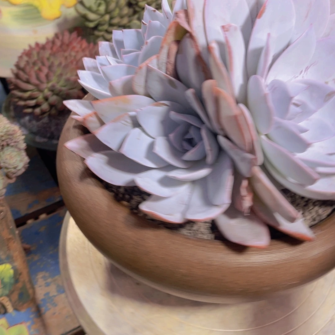 燕***子多肉植物保护研究所所长的