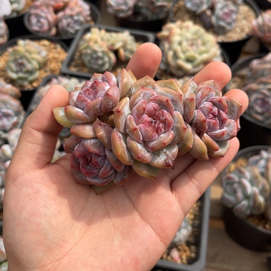 4头金控小脸哈哈哈哈哈