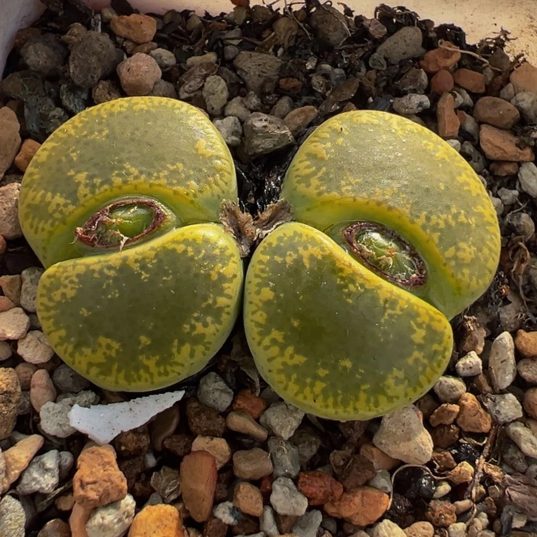 163多肉植物种类多样