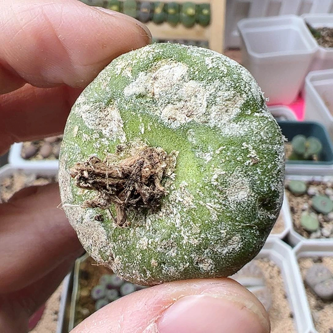 灯泡3.5/厘米伤特