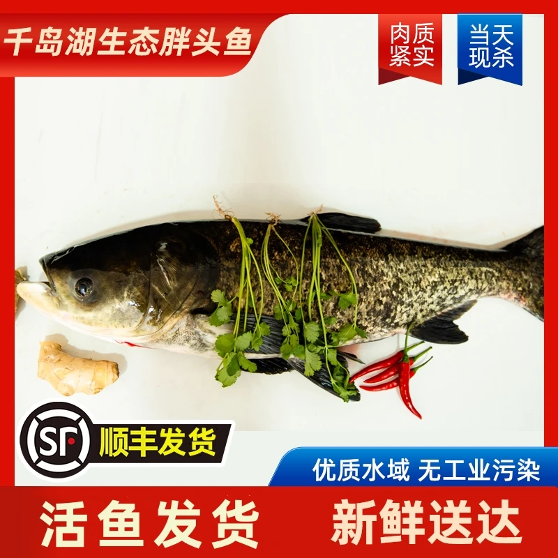 【胖头鱼】千岛湖生态胖头鱼海鲜大头鱼6斤8斤10斤肉质鲜嫩鲜活捕捞发顺丰包活到家炸鱼