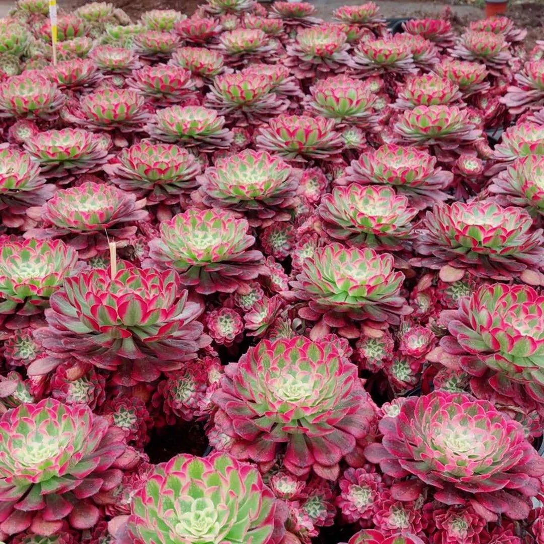 模特二代铜壶量拍多肉法师一个