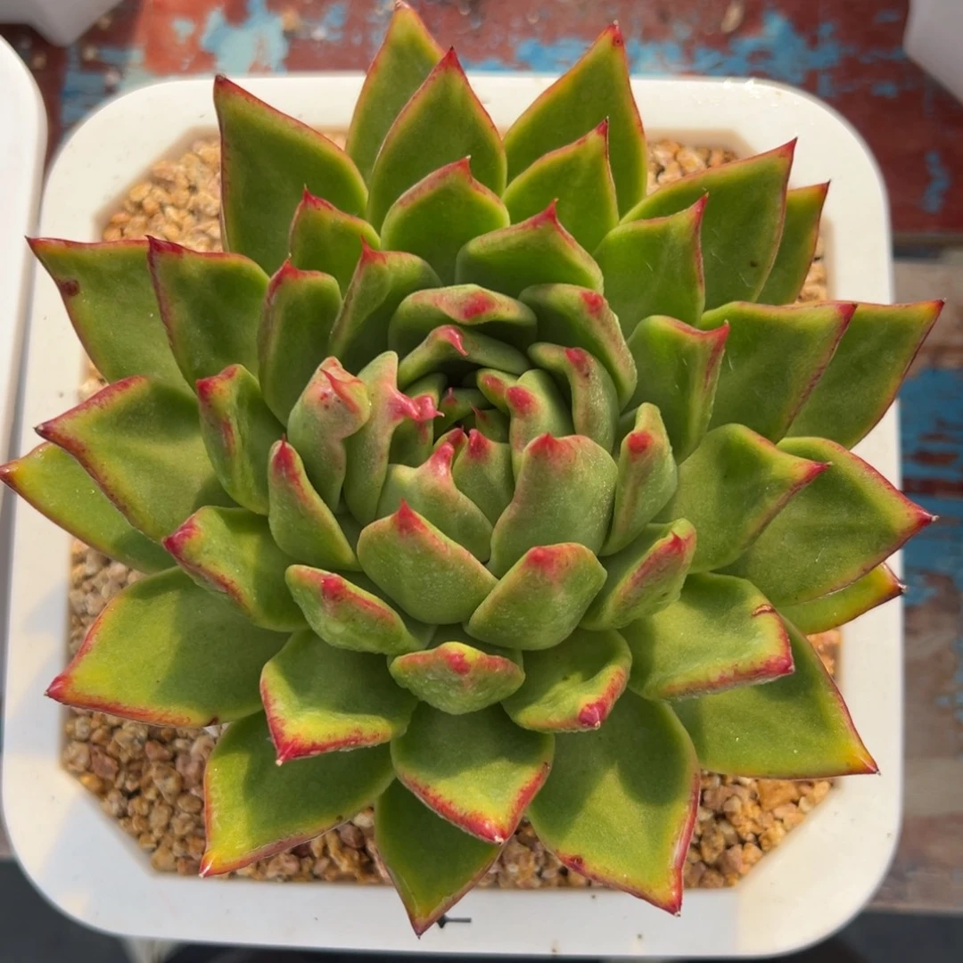 多肉植物一物一拍（52号）