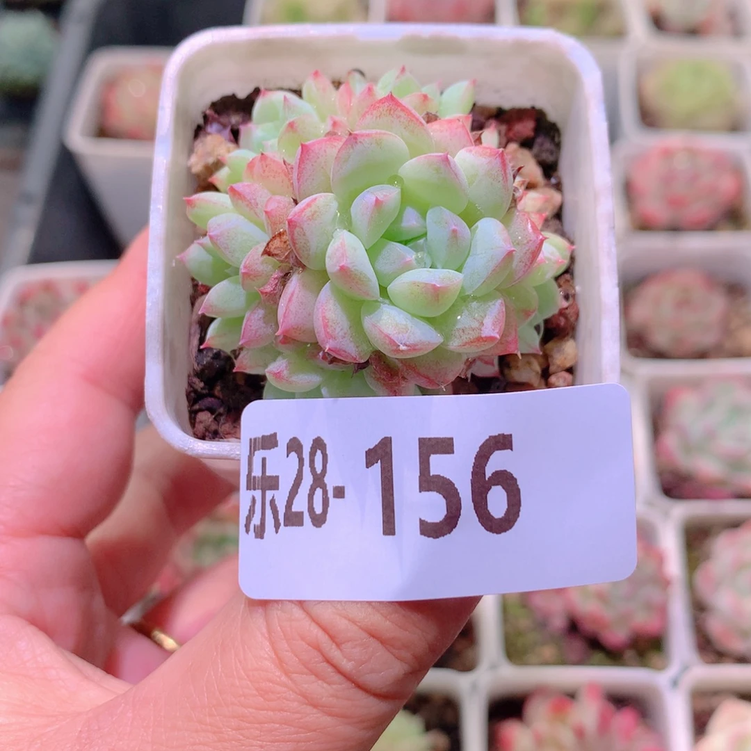 乐然28-156 胭脂雪群