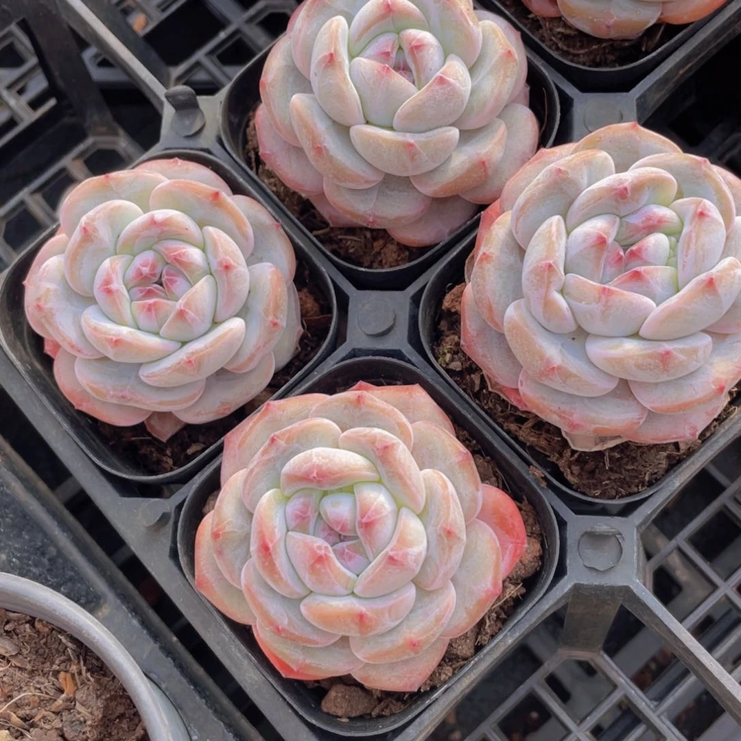 63号 紫皮石榴籽星影单头两个