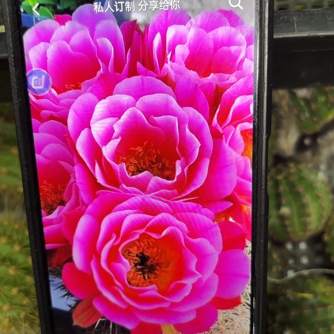 丘比特侧牙20包邮仙人球10