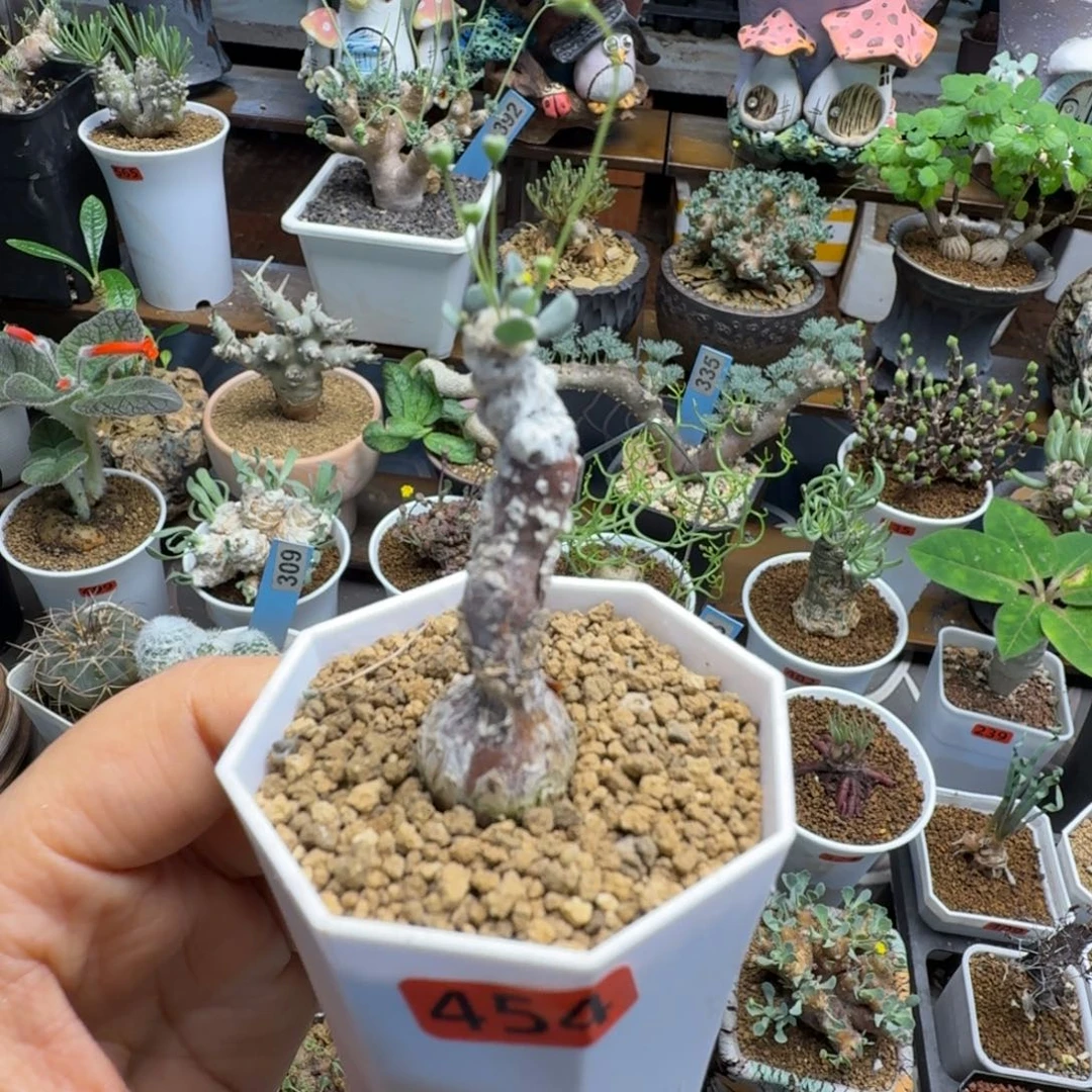 恩特美454(派马厚墩菊)