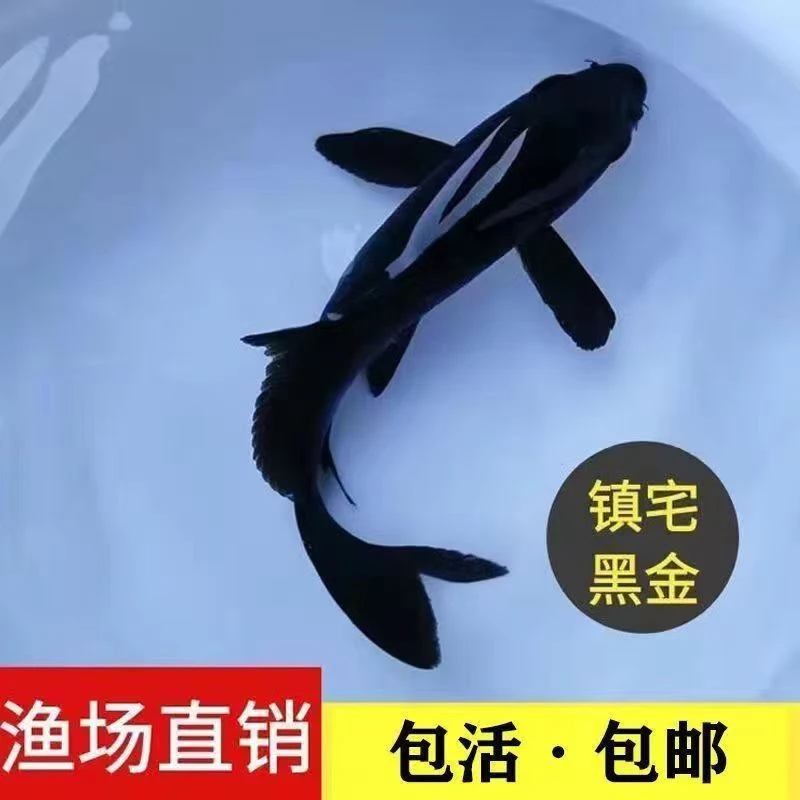(1)龙凤锦鲤黑白黄锦鲤普身白蝴蝶金蝴蝶鲤观赏鱼活体包邮包售后