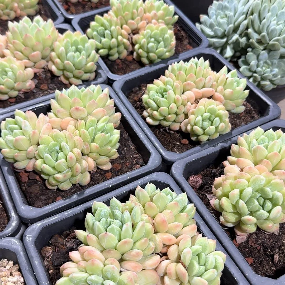 百达翡翠精控整无砍老桩