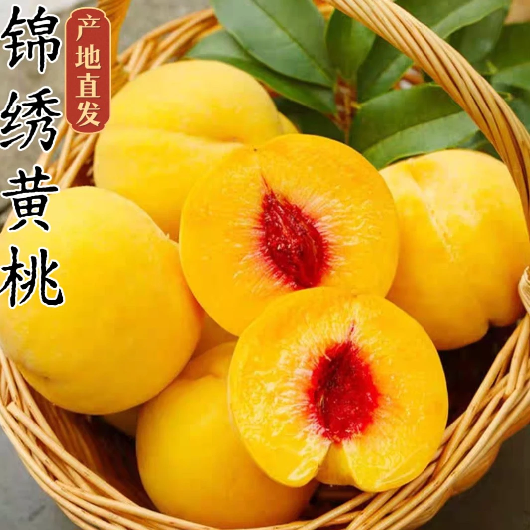 山东蒙阴锦绣黄桃当季大黄桃锦绣黄桃香甜可口锦绣黄桃