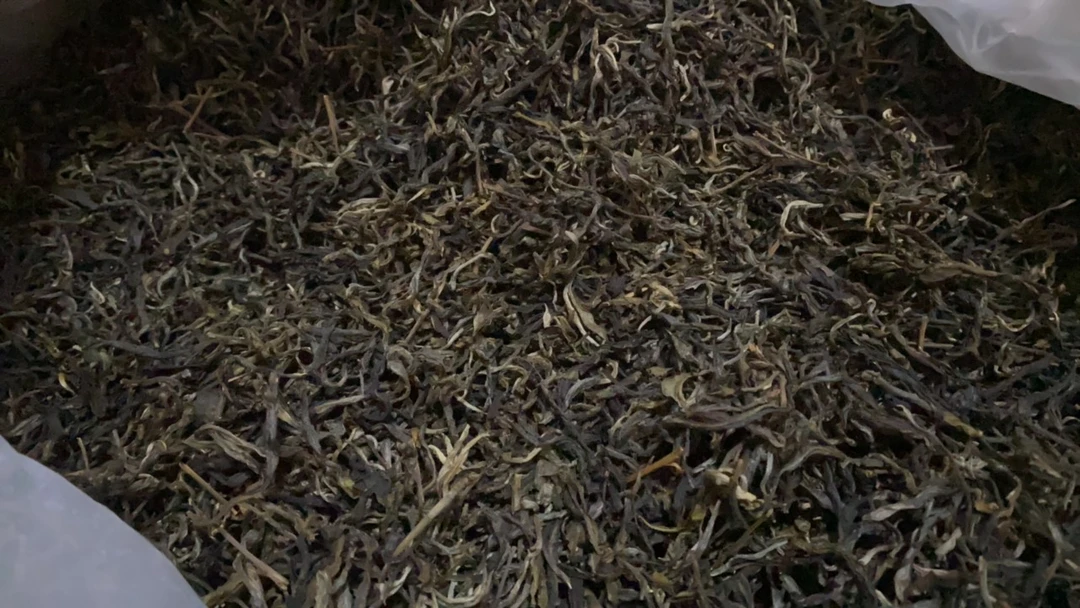革登普洱茶2022年挑采高杆茶