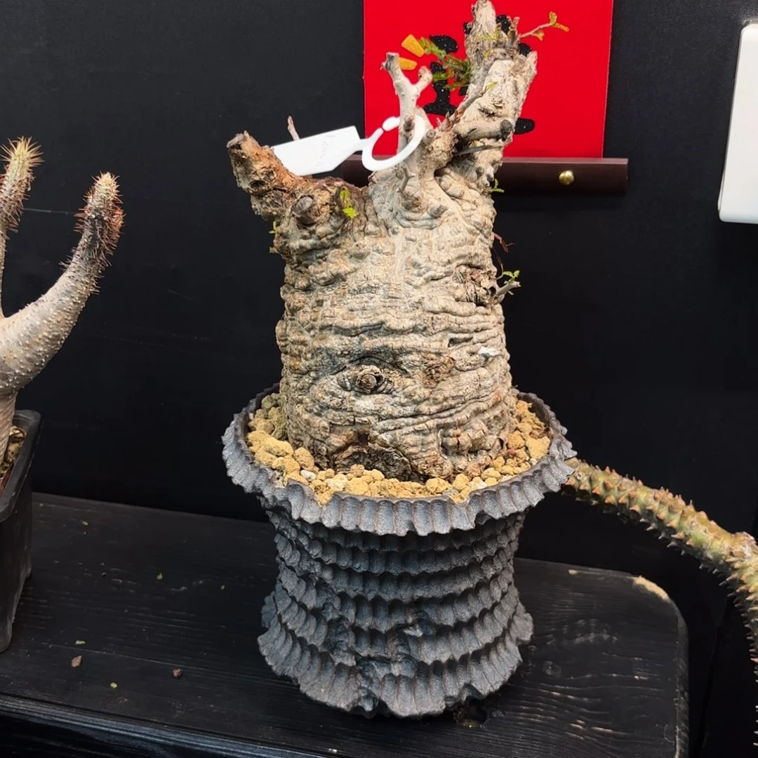 木 象足漆树熟桩带盆土