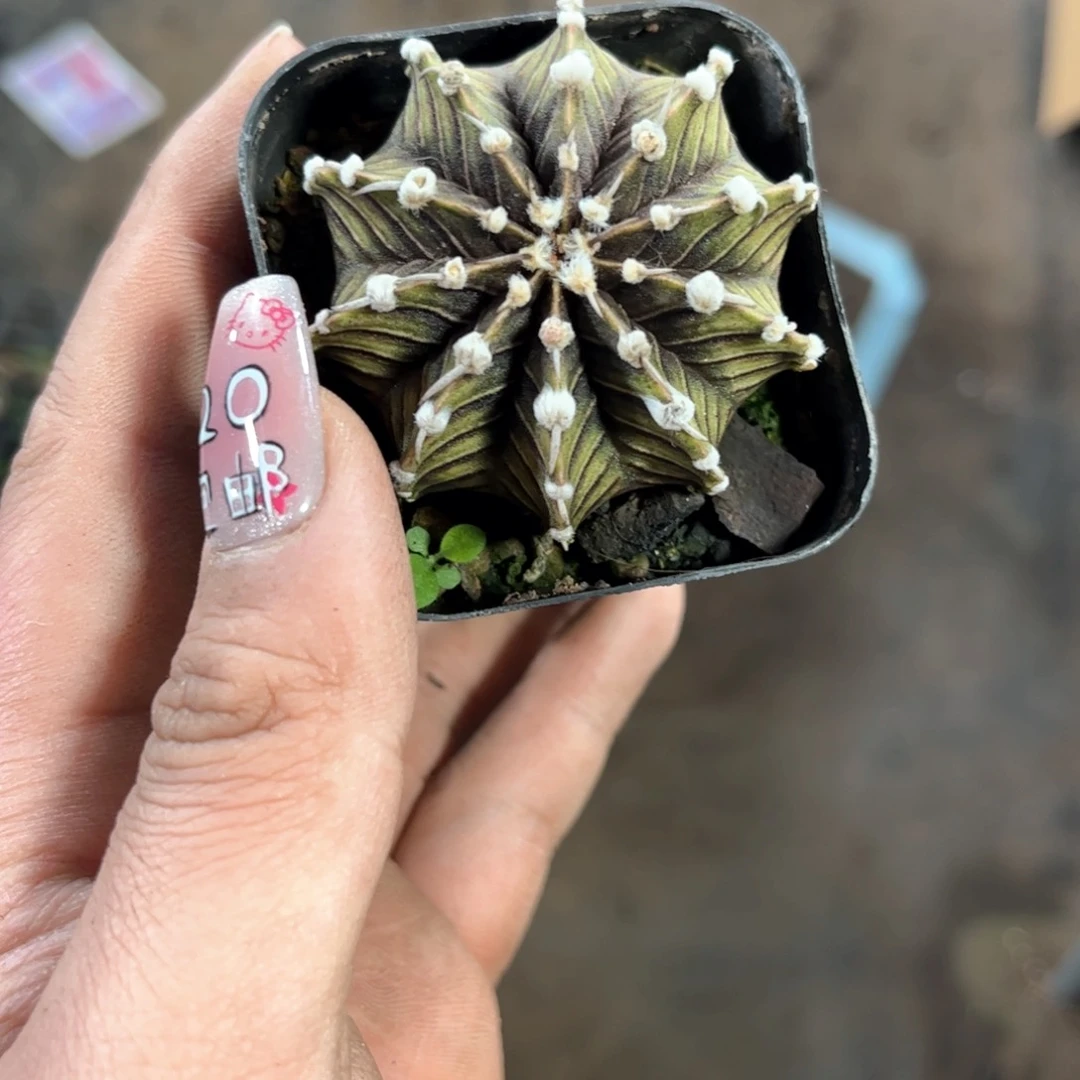 雄****人24692一物一拍单头