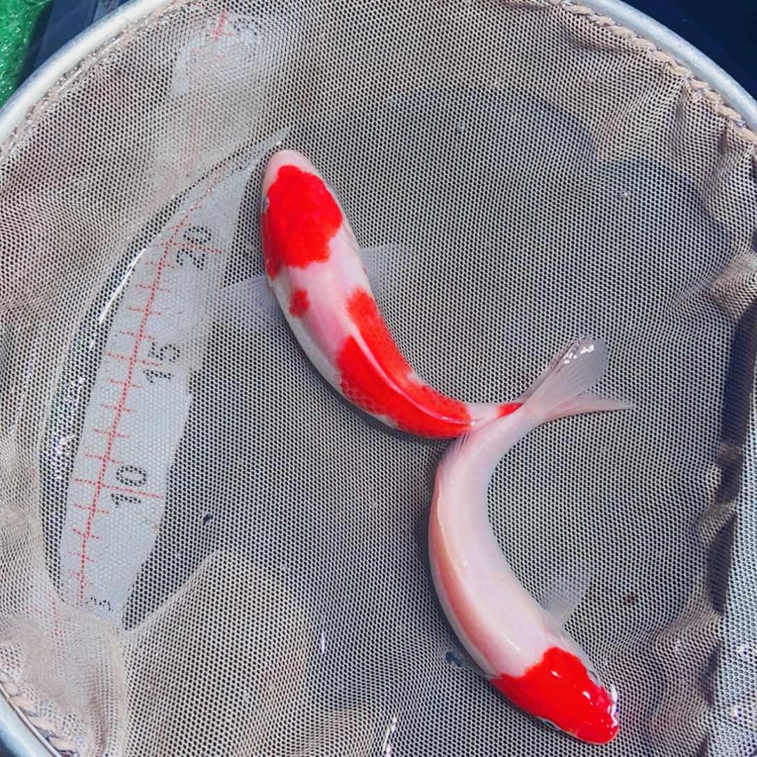 锦鲤锦鲤观赏鱼1111