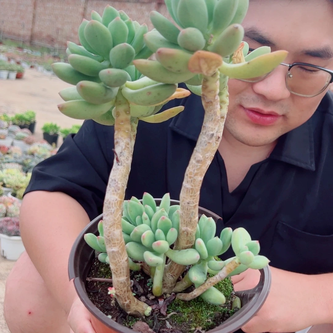 清新美人三头起发带仔两盆