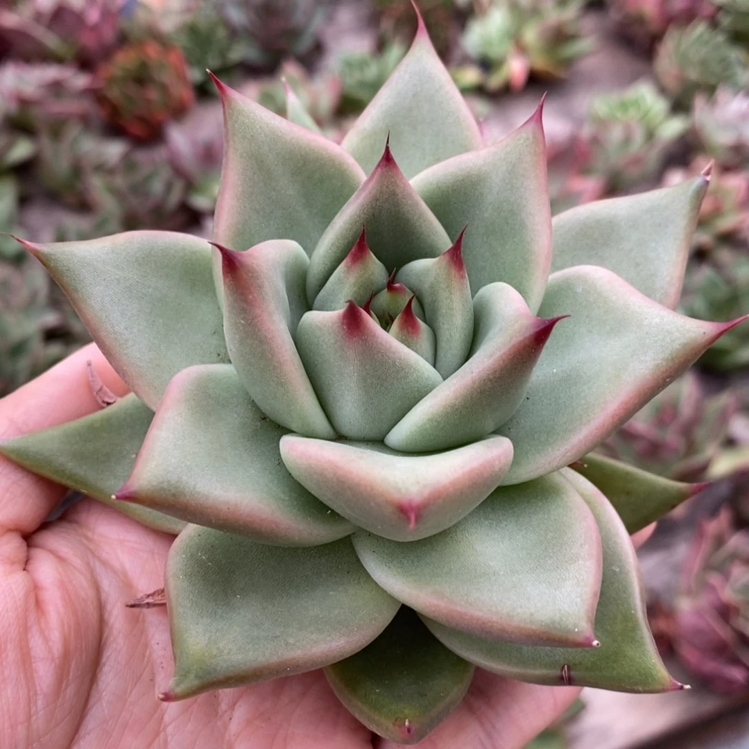 无花朵白底长睫毛东云系
