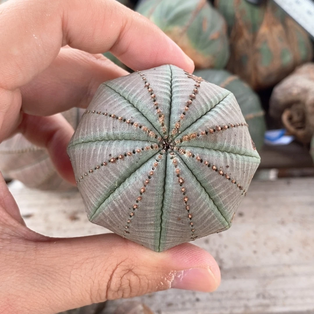 6 欧系实生布纹球多肉植物