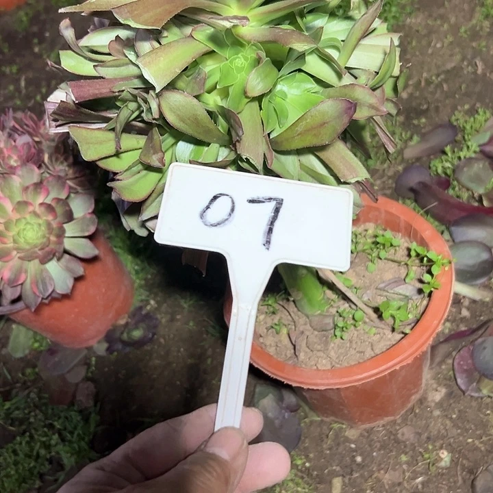 温*吖多肉植物五毒法师