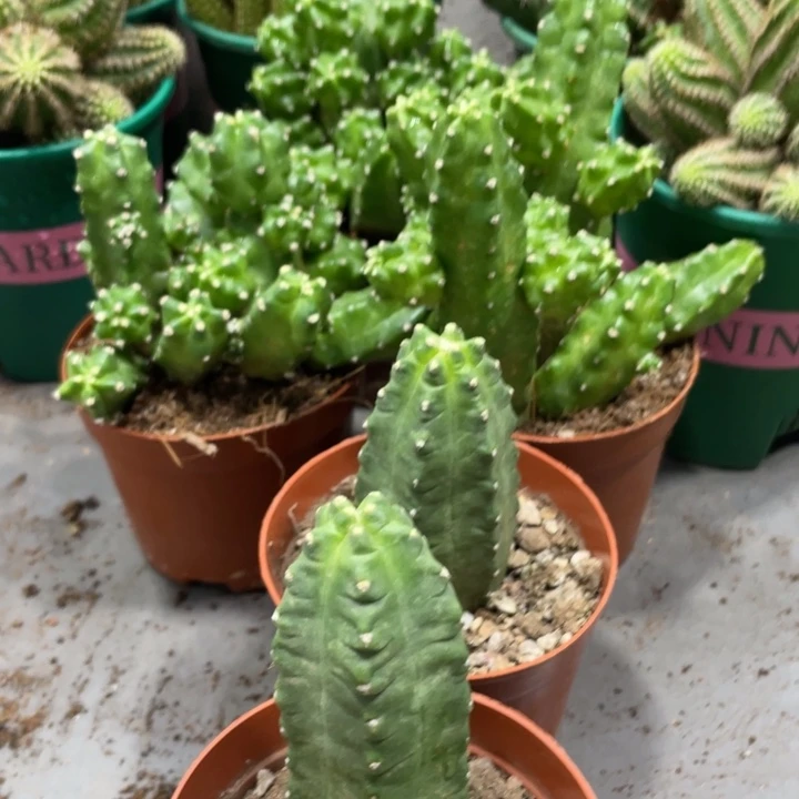 新品橙花桃太郎一杯