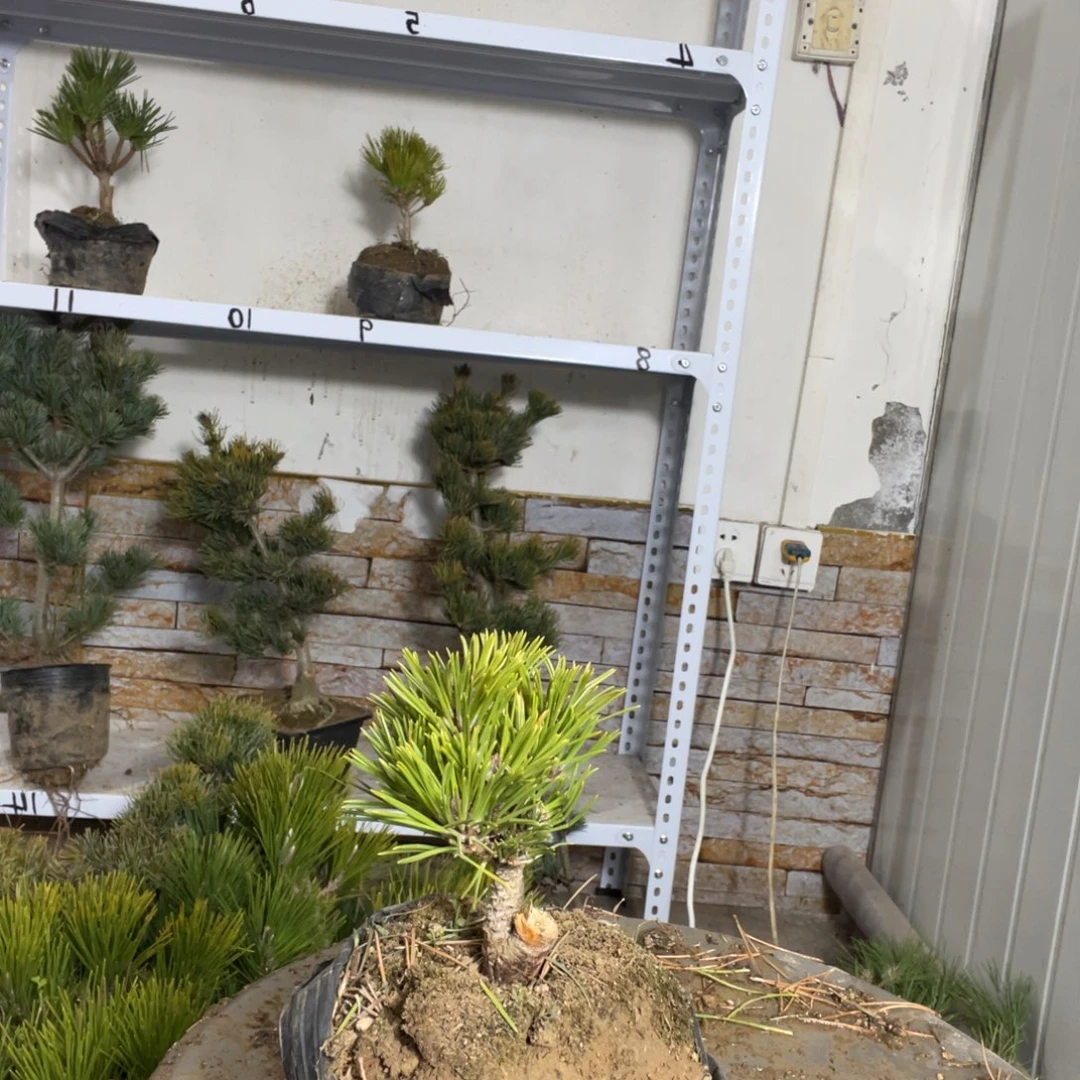 小*瑞宝黑松15链接