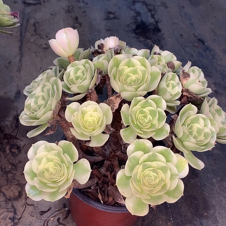 雨花石多肉植物034