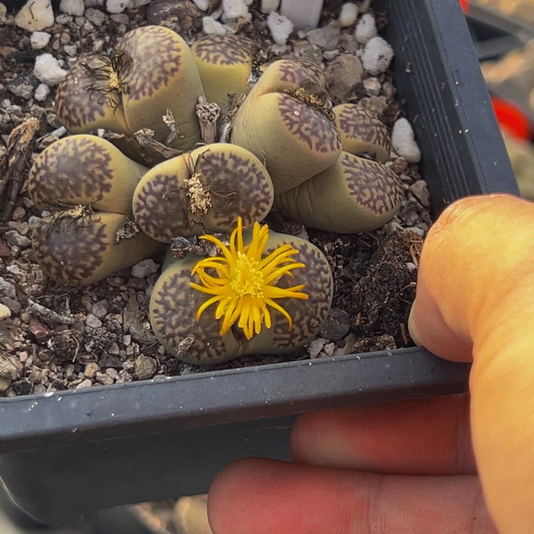 368 大群生生石花很好