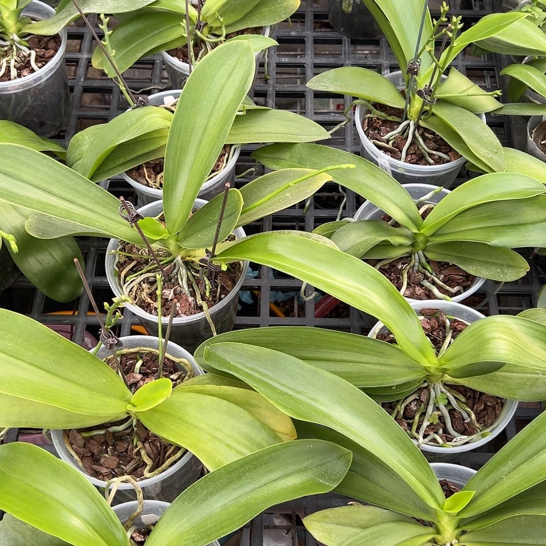 完全开放4.5寸象型文字兄弟交