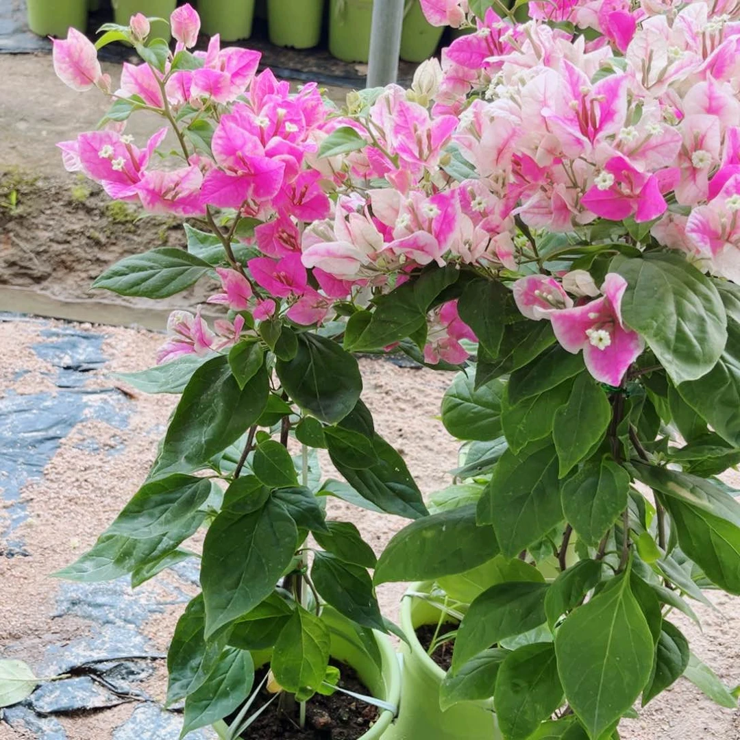 完全开放三角梅章红樱