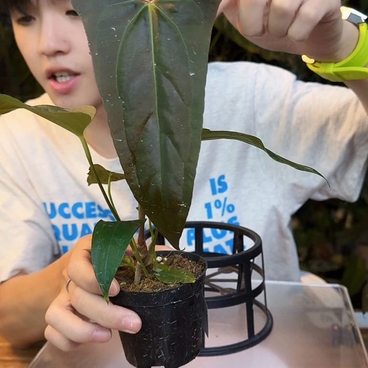 完全开放T132波特杂希尼亚
