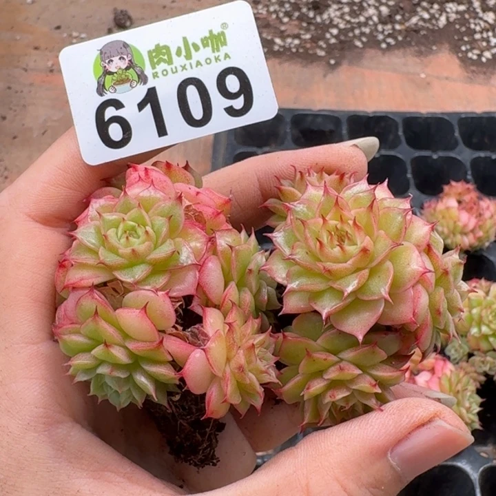粒***粒多肉植物多肉植物
