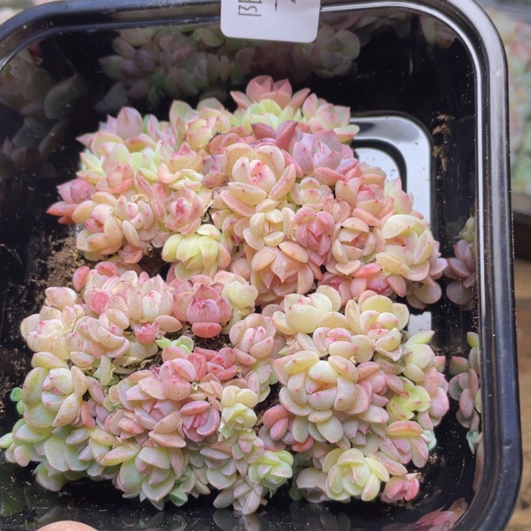 多肉植物多肉植物706